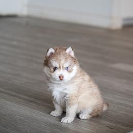 Koyo - Red and white male Pomsky puppy in San Mateo, California from The Pomsky Garden