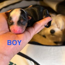 Skunk - Black and tan male Yorkshire Terrier puppy in Fredericksburg, Virginia from VA Exclusive Yorkies