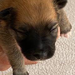 Icelandic Sheepdog Puppies from Paula Sanderson's Icelandic Sheepdogs