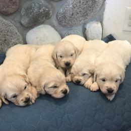 Golden Retriever Puppies from Ann Bonsell