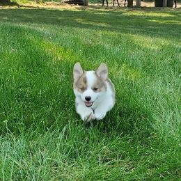 Pembroke Welsh Corgi Puppies from Mandi Coulter