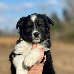 Laine - Black tri-color female Australian Shepherd puppy in Uvalda, Georgia from Happy Ours Australian Shepherds