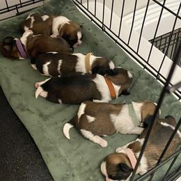 Shih Tzu Puppies from Willow Lane Shih Tzus