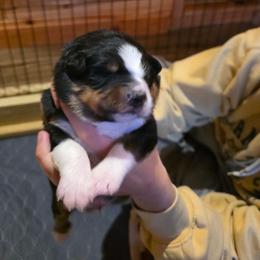 Macchiato - Black tri-color male Australian Shepherd puppy in Holly, Michigan from Groveland's Haus of Aus