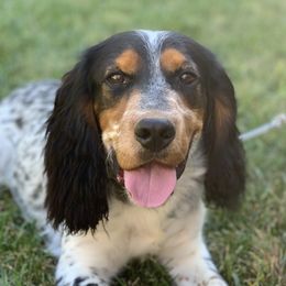Boone - English Cocker Spaniel