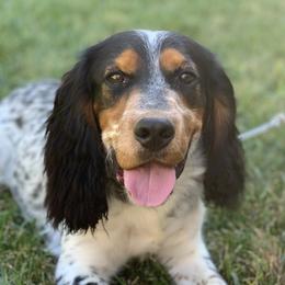 Boone - English Cocker Spaniel