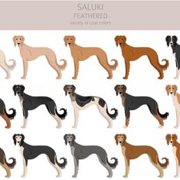 Female 3 - Fawn female Saluki puppy in Steamboat Rock, Iowa from River Valley Canines