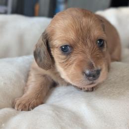 Max - Red male Dachshund puppy in Waddell, Arizona from The Bearded Companions