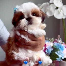 Grayson - Red and white male Shih Tzu puppy in Frederick, Maryland from Shih Tzu Puppy in Maryland