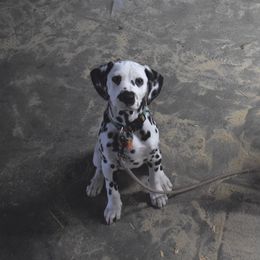 Dalmatian Puppies from Sublime Dalmatians