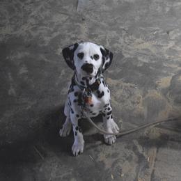 Dalmatian Puppies from Sublime Dalmatians