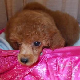Poodle Puppies from Lowry Toy Poodles