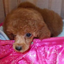 Poodle Puppies from Lowry Toy Poodles