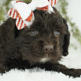 American Corgi, Basset Hound, and Cocker Spaniel Puppies from Oak Hollow Farms