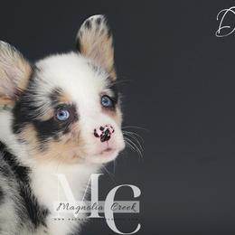 American Corgi and Pembroke Welsh Corgi Puppies from Magnolia Creek Corgis