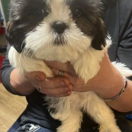 Shih Tzu Puppies from Jessica’s Shih Tzus