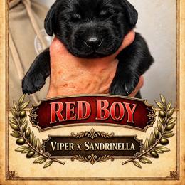 Black Boy 1 - Black male Labrador Retriever puppy in Bend, Oregon from Stirpe Corleone Labradors