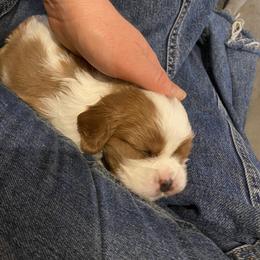 Cavalier King Charles Spaniel Puppies from Heart of a Cavalier