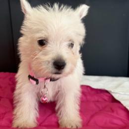 Chispa - White female West Highland White Terrier puppy in Murrieta, California from San Diego Westies