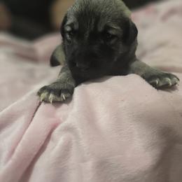 Anatolian Shepherd Dog Puppies from Florida Anatolian Shepherds