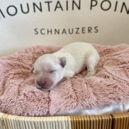 Wheaten girl - Wheaten female Miniature Schnauzer puppy in Bluffdale, Utah from Mountain Point Schnauzers