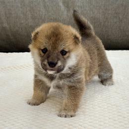 Ikura - Red female Shiba Inu puppy in Houston, Texas from Sakura Blossom Shibas