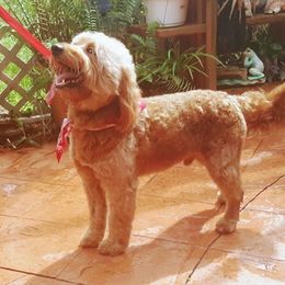 Goldendoodles from Lucas the Red F1 Mini Goldendoodle