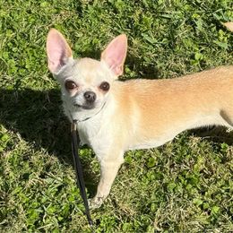 Anna - Chihuahua