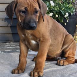 Ezra - Rd whtn blk nose female Rhodesian Ridgeback puppy in Gaffney, South Carolina from Circle D Farms