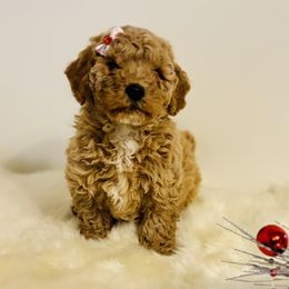 Pinky Pie - Apricot female Saint Berdoodle puppy in Swartz Creek, Michigan from Whisky Paws Saint Berdoodles and Poodle Pups