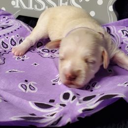 Girl 1 - White Schnoodle puppy in Leitchfield, Kentucky from Eveleigh Acres Puppies