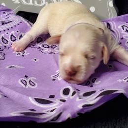 Girl 1 - White Schnoodle puppy in Leitchfield, Kentucky from Eveleigh Acres Puppies