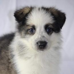 German Shepherd and White Shepherd Puppies from Scenic Creek German Shepherds