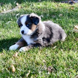 Willow - Blue merle female Toy Australian Shepherd puppy in Bristow, Iowa from Pine Ridge Toy Aussies