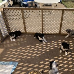"Sold" Miniature American Shepherd Puppies from Tenley’s Miniature American Shepherds
