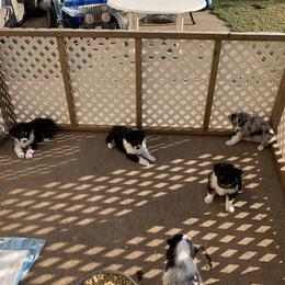 "Sold" Miniature American Shepherd Puppies from Tenley’s Miniature American Shepherds