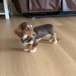 Olive - Chocolate and cream female Dachshund puppy in Morristown, Tennessee from Hillside Hounds