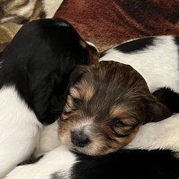 Dachshund Puppies from Weiner Dog Ranch