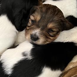 Dachshund Puppies from Weiner Dog Ranch