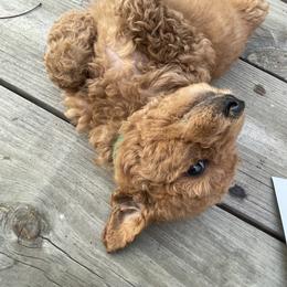 Goldendoodle and Poodle Puppies from West Michigan Doodles and Poodles