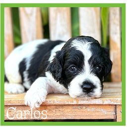 Carlos - Black and white male Cockapoo puppy in Clinton, Oklahoma from Enchanted Spaniels
