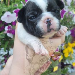French Bulldog Puppies from The Family Frenchie
