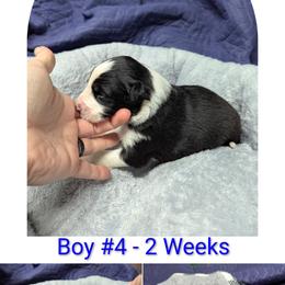 Australian Shepherd and Great Dane Puppies from AEW Farm