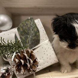 Shih Tzu Puppies from One Hit Wonder