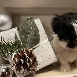 Shih Tzu Puppies from One Hit Wonder