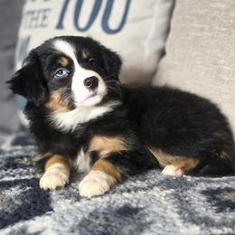 Maple - Black tri female Miniature Australian Shepherd puppy in Killen, Alabama from Wilkers Wholehearted Mini Aussies