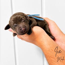 Ice - Chocolate male Labrador Retriever puppy in Amery, Wisconsin from Cornerstone Retrievers