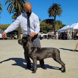 Cane Corso Puppies from JSM Corsos