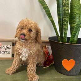 Orange Heart - Apricot male Goldendoodle puppy in Germantown, Maryland from Honey Blossom Doodles