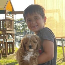 Cavapoo and Cockapoo Puppies from The Barkery